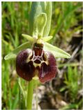 Ophrys parvimaculata